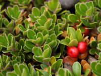 Rote Beeren leuchten am Boden